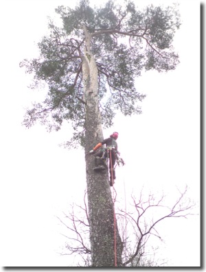 Trädfällare klättrar mot toppen